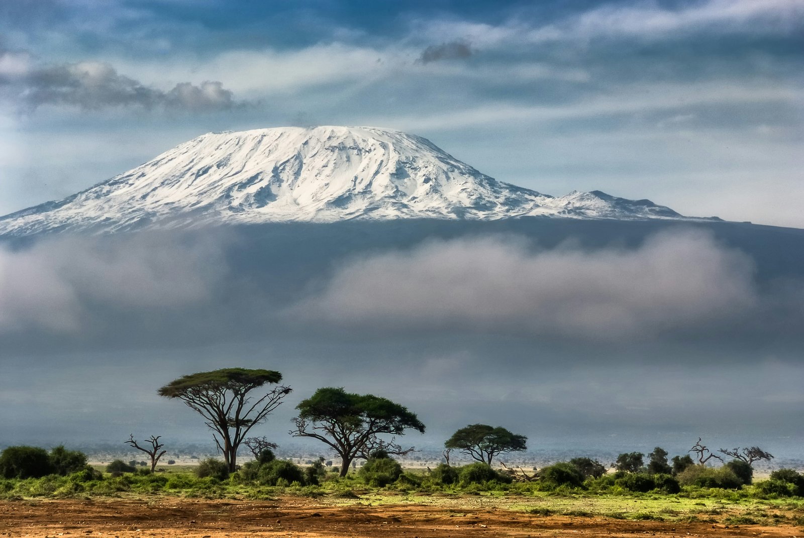 Snow-capped summit of Mount Kilimanjaro with acacia trees in the foreground