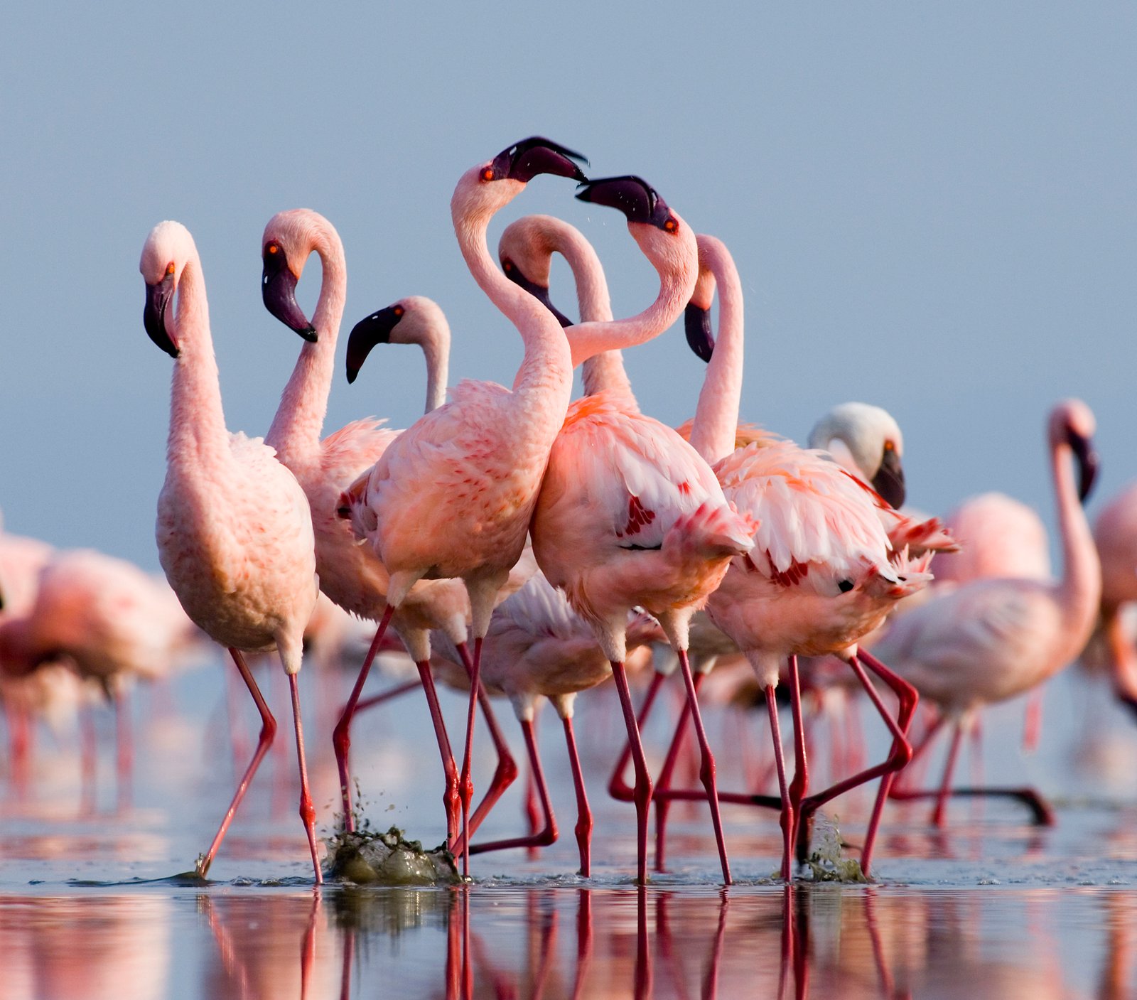 Dramatic golden sunset over the African savanna with acacia trees silhouetted against the sky