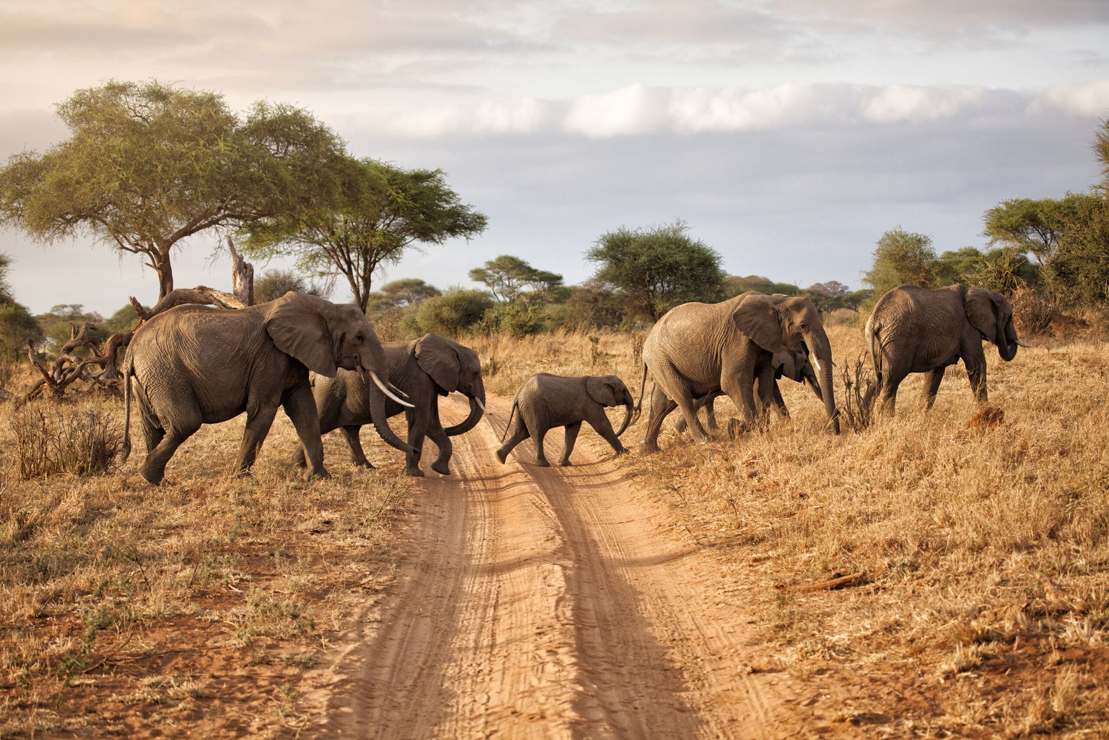 Safari vehicle on a game drive through golden savanna with wildlife in view
