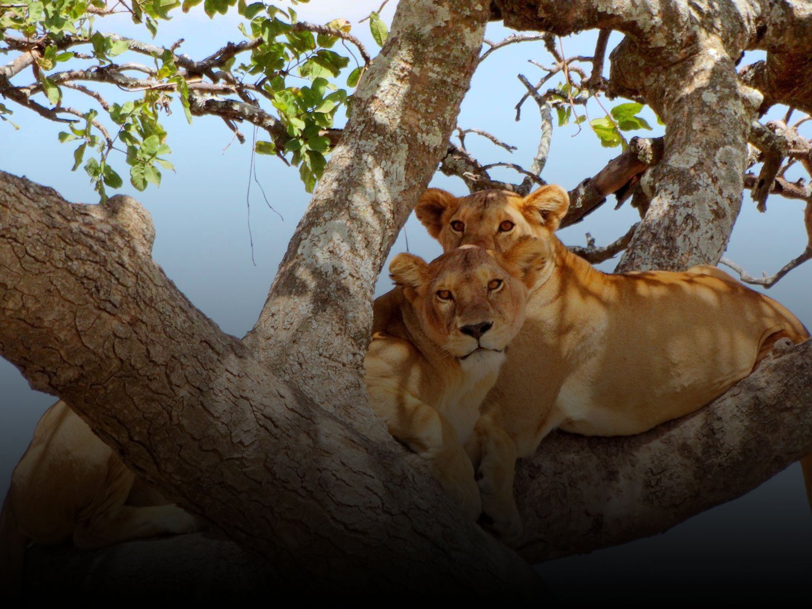 Vast Serengeti plains with golden grasslands stretching to the horizon under a dramatic African sky