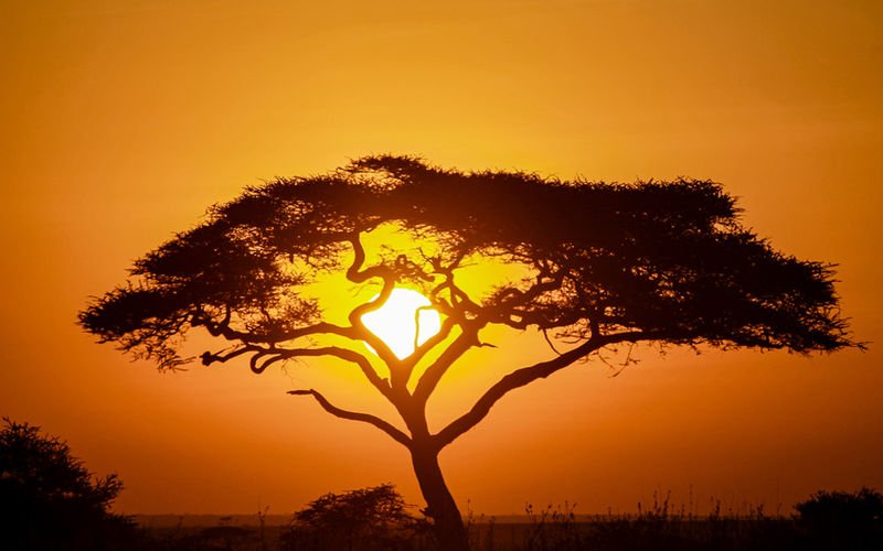 Wakali Safaris Kosher Classic Tanzania safari with wildlife game drive