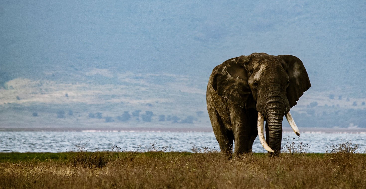 Wakali Safaris guests enjoying a Kosher-friendly safari in Tanzania