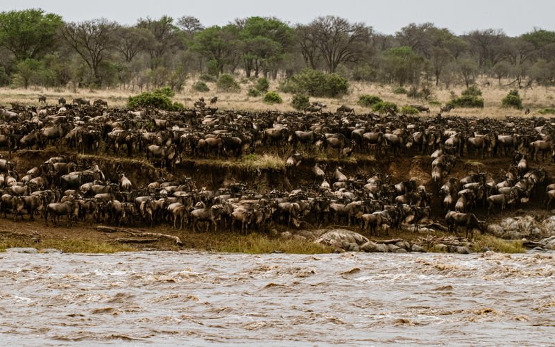Wildebeest migration in Serengeti during Kosher safari peak season experience