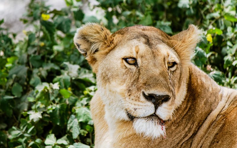 Kosher safari combined with Zanzibar beach holiday and relaxation