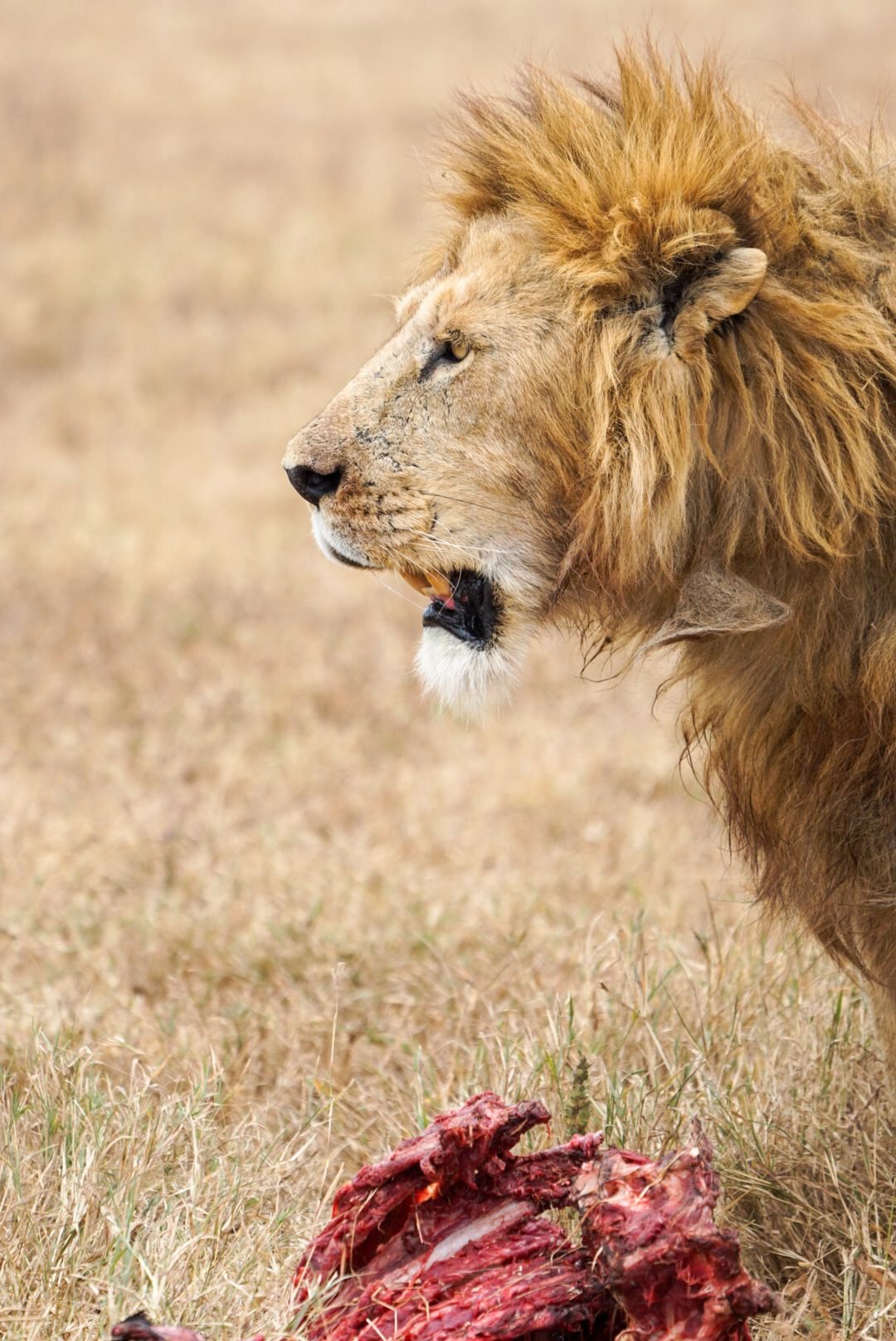 Family safari group at Tarangire National Park with Wakali Safaris