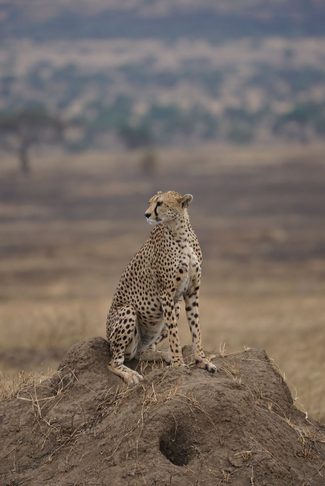 Stunning landscape of a national park in Northern Tanzania