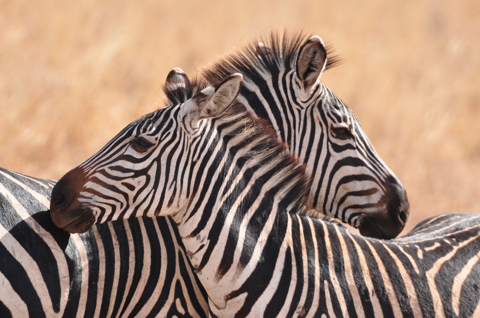 Close encounter with wildlife on a short Tanzania safari