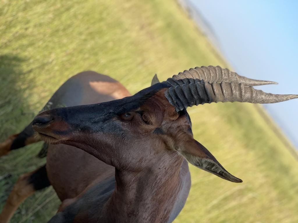 Wildlife spotted during a cultural and wildlife safari expedition