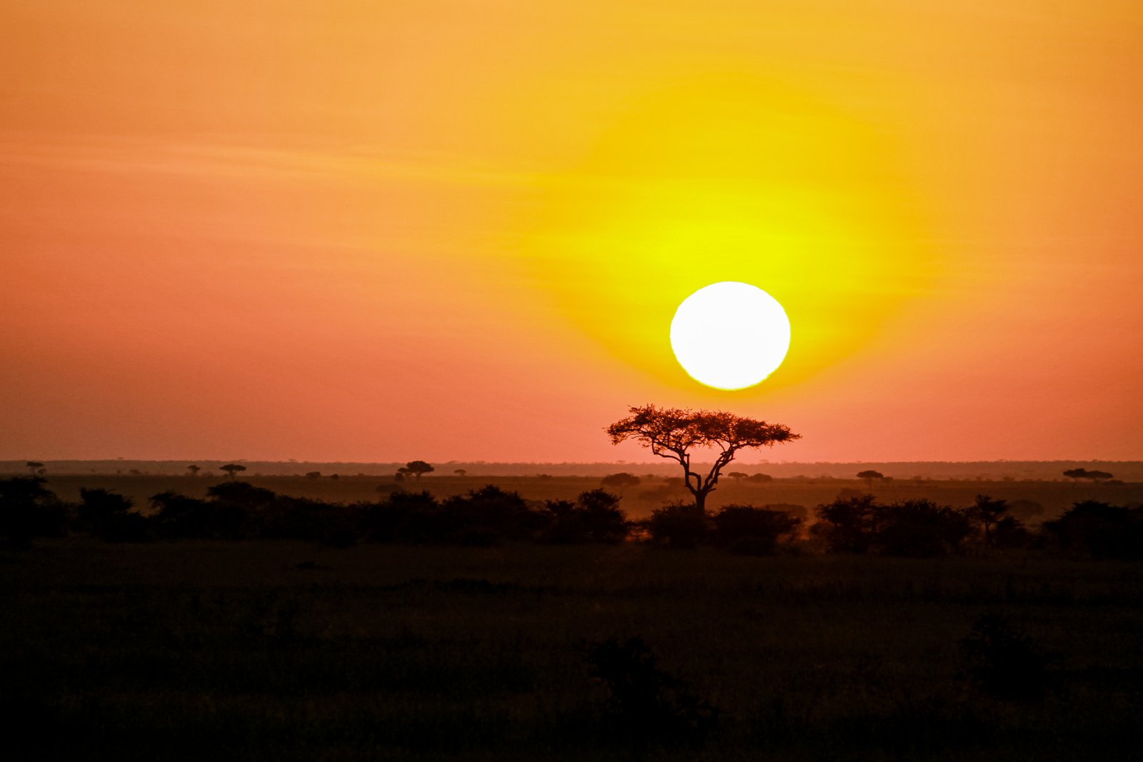 Wildlife safari jeep driving through Tarangire National Park with elephants in the distance